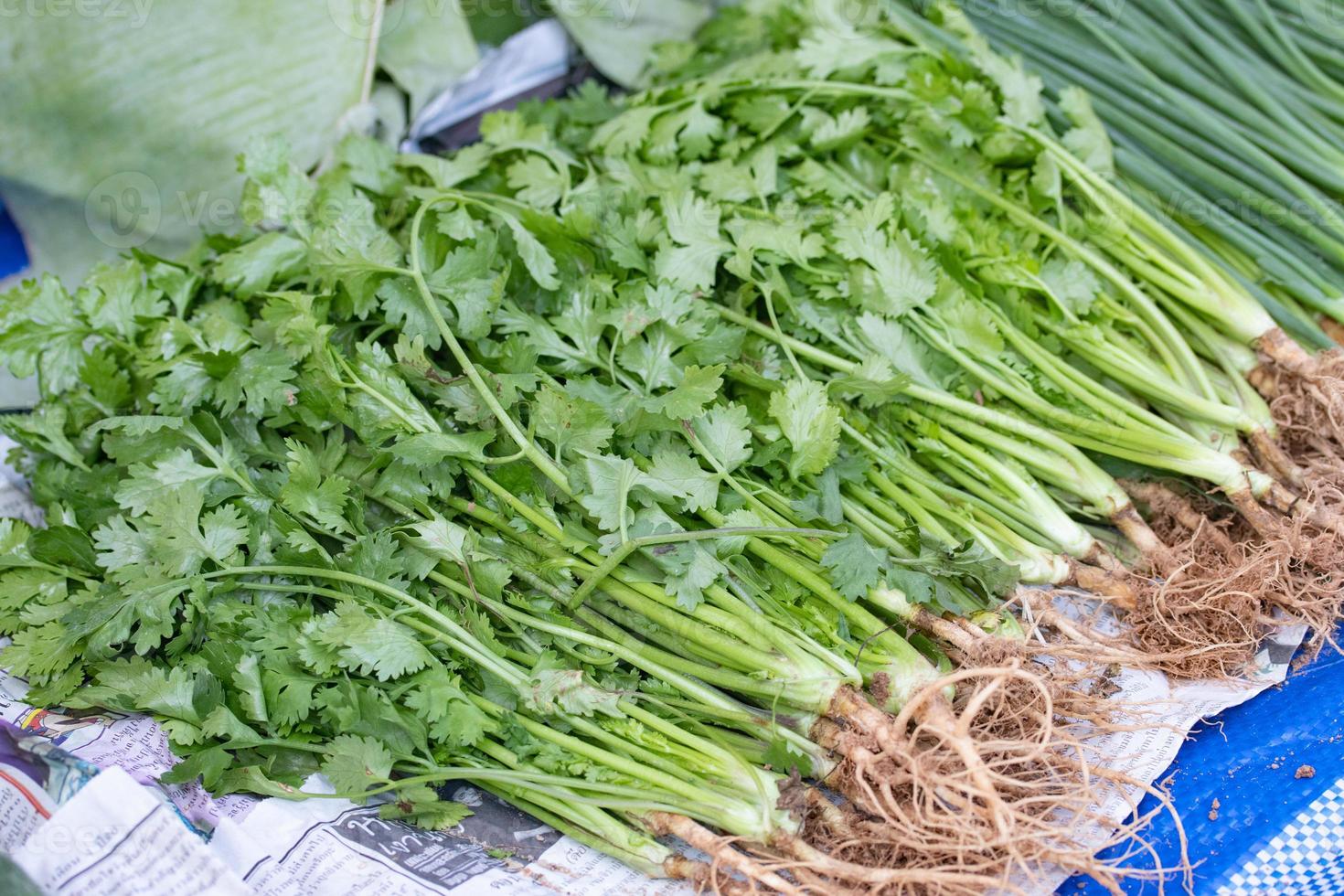 bunch of fresh Cilantro, on a gray wooden table, close-up, top view photo