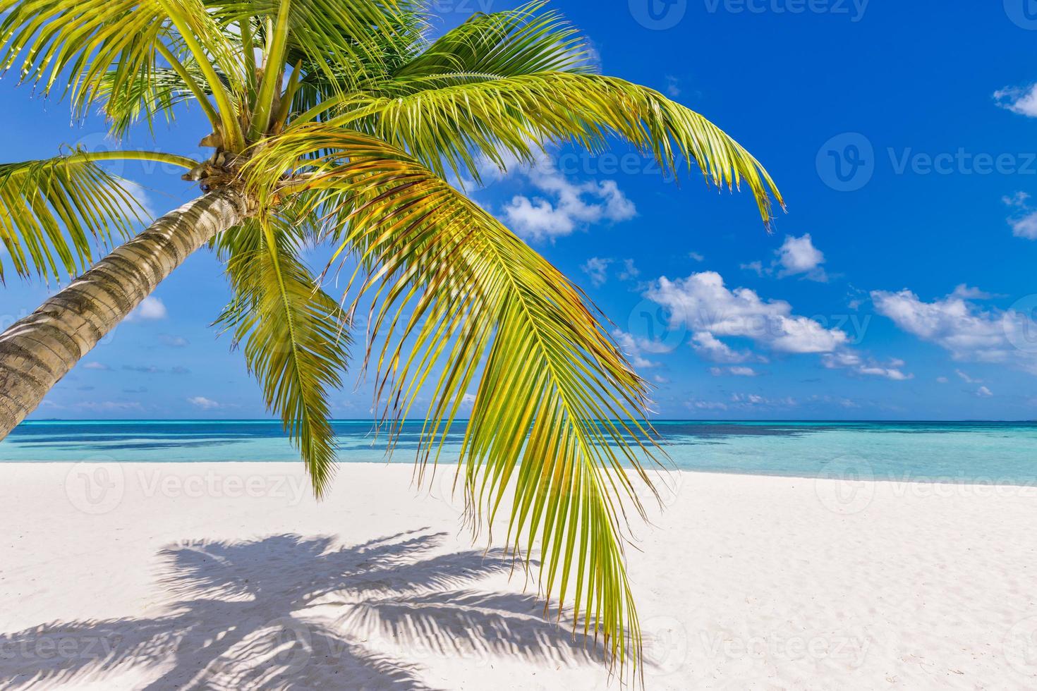 Tropical beach shore panorama as summer relax landscape and palm tree leaves over white sand blue sea sky beach banner. Amazing vacation summer holiday. Wellbeing happy travel freedom carefree concept photo