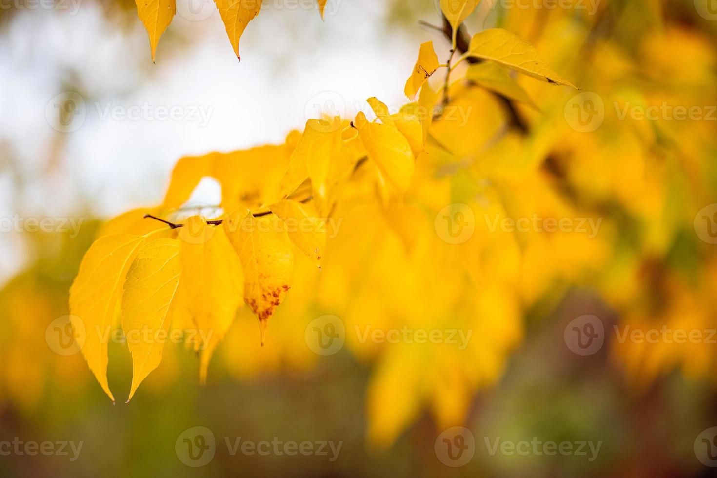 Beautiful leaves in autumn sunny day abstract blurry background. Close-up seasonal nature foliage. Artistic evening outdoor fall concept. Sun rays soft sunlight, golden yellow tree. photo