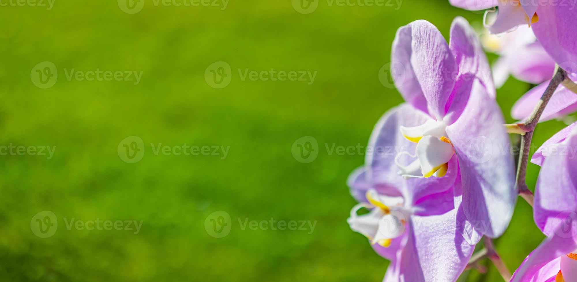 Beautiful purple orchid phalaenopsis. Nature concept for design. Place for your text. Selective focus blurred green foliage. Sunny bright vivid blooming exotic floral background panorama photo