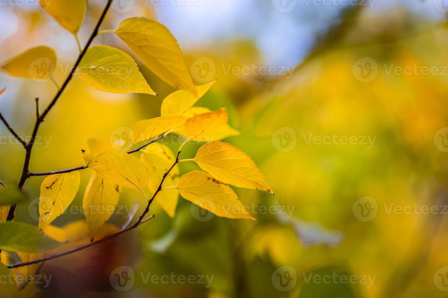 Beautiful leaves in autumn sunny day abstract blurry background. Close-up seasonal nature foliage. Artistic evening outdoor fall concept. Sun rays soft sunlight, golden yellow tree. photo