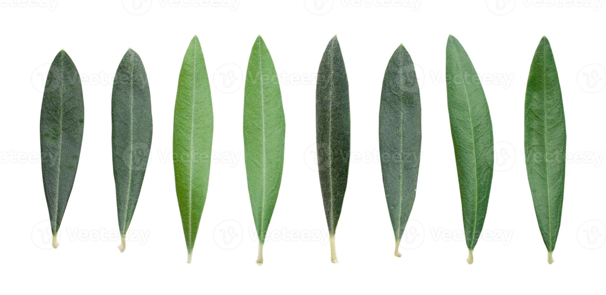 Fresh olive branch leaves isolated on white background photo