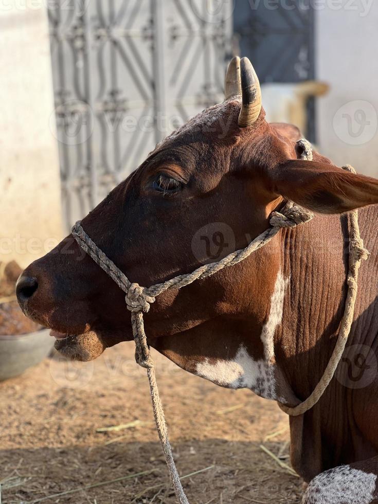 Dutch cow portrait photo