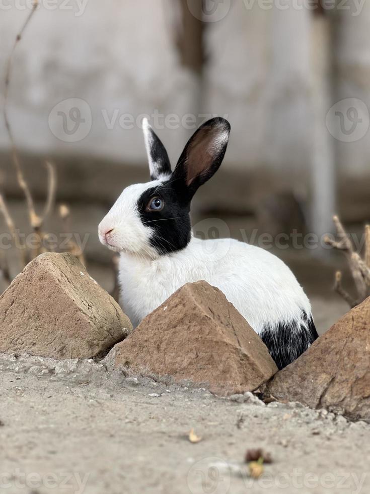 rabbit on a earth photo