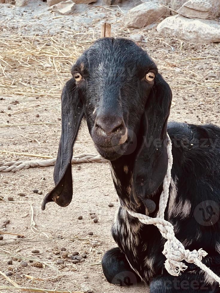 A goat looks at you and eating gross photo