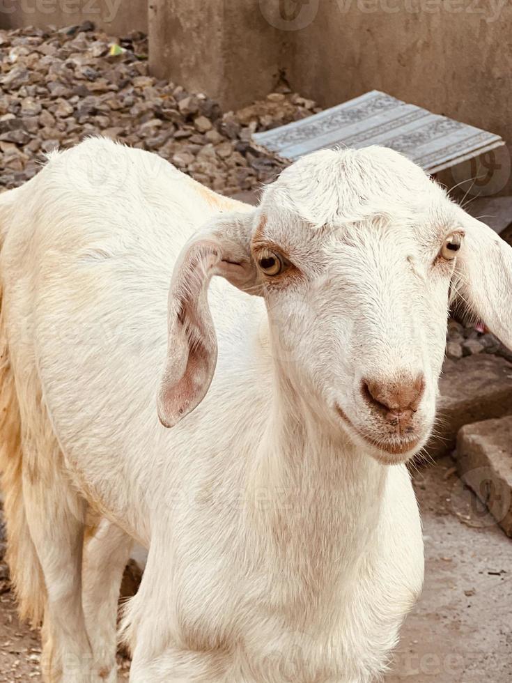 A goat looks at you and eating gross photo