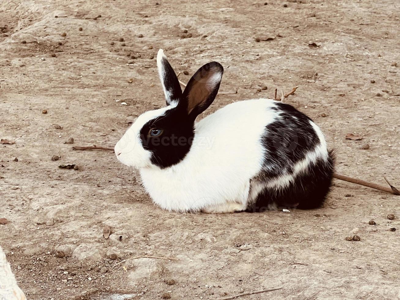rabbit on a earth photo
