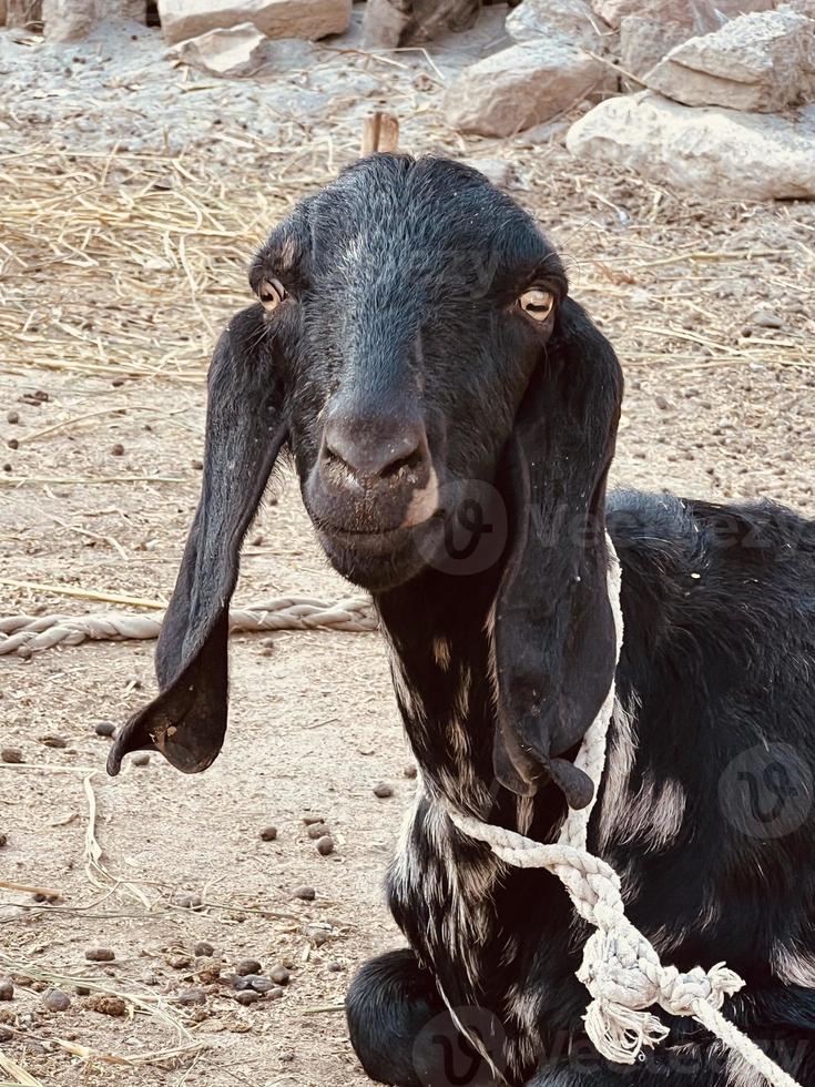 A goat looks at you and eating gross photo