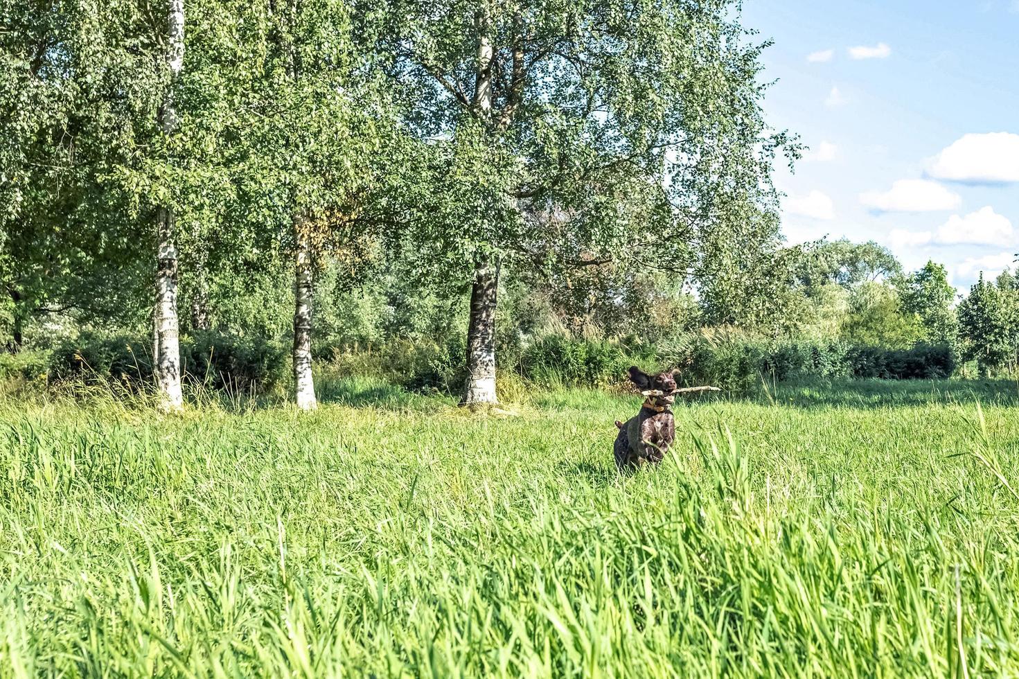 A happy dog fetching a big stick photo