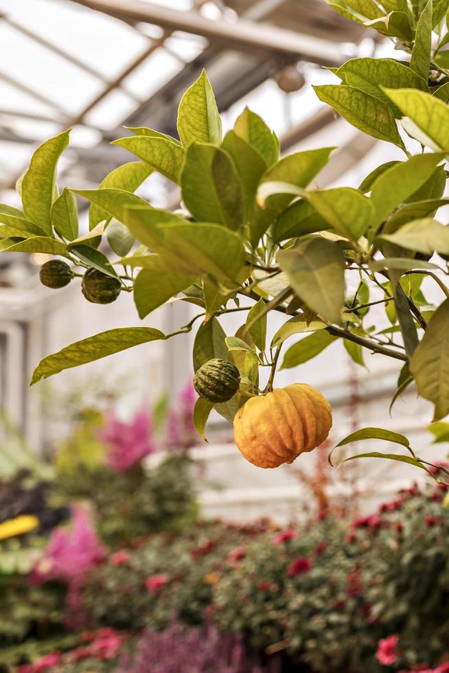 Ripe citron fruit on a branch in the garden. Harvest Concept photo