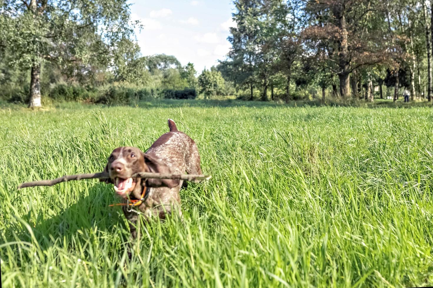 A happy dog fetching a big stick photo