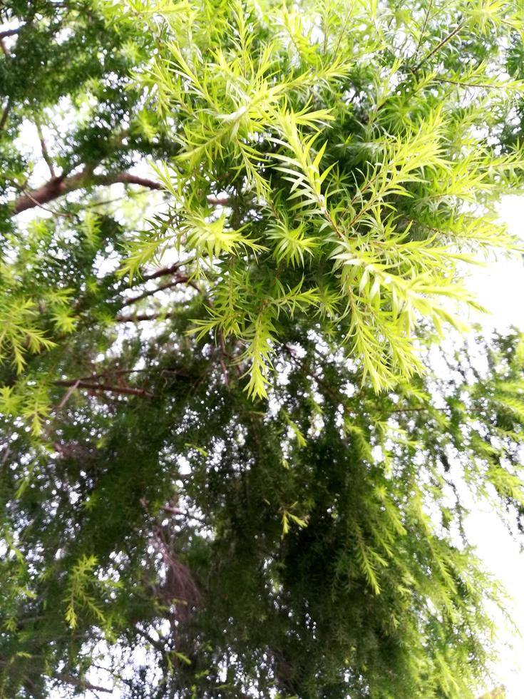 Branches and green leaves of trees in the view from below into the sky photo