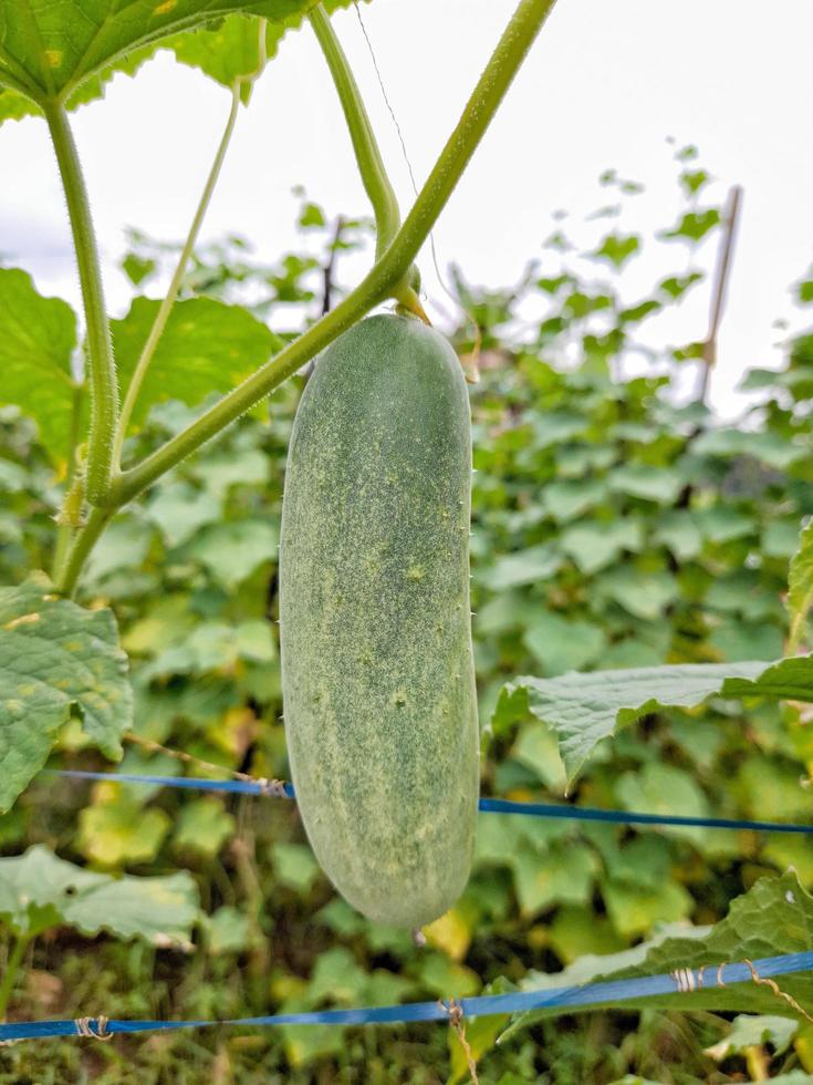 Fresh cucumber with green background stock photo. photo