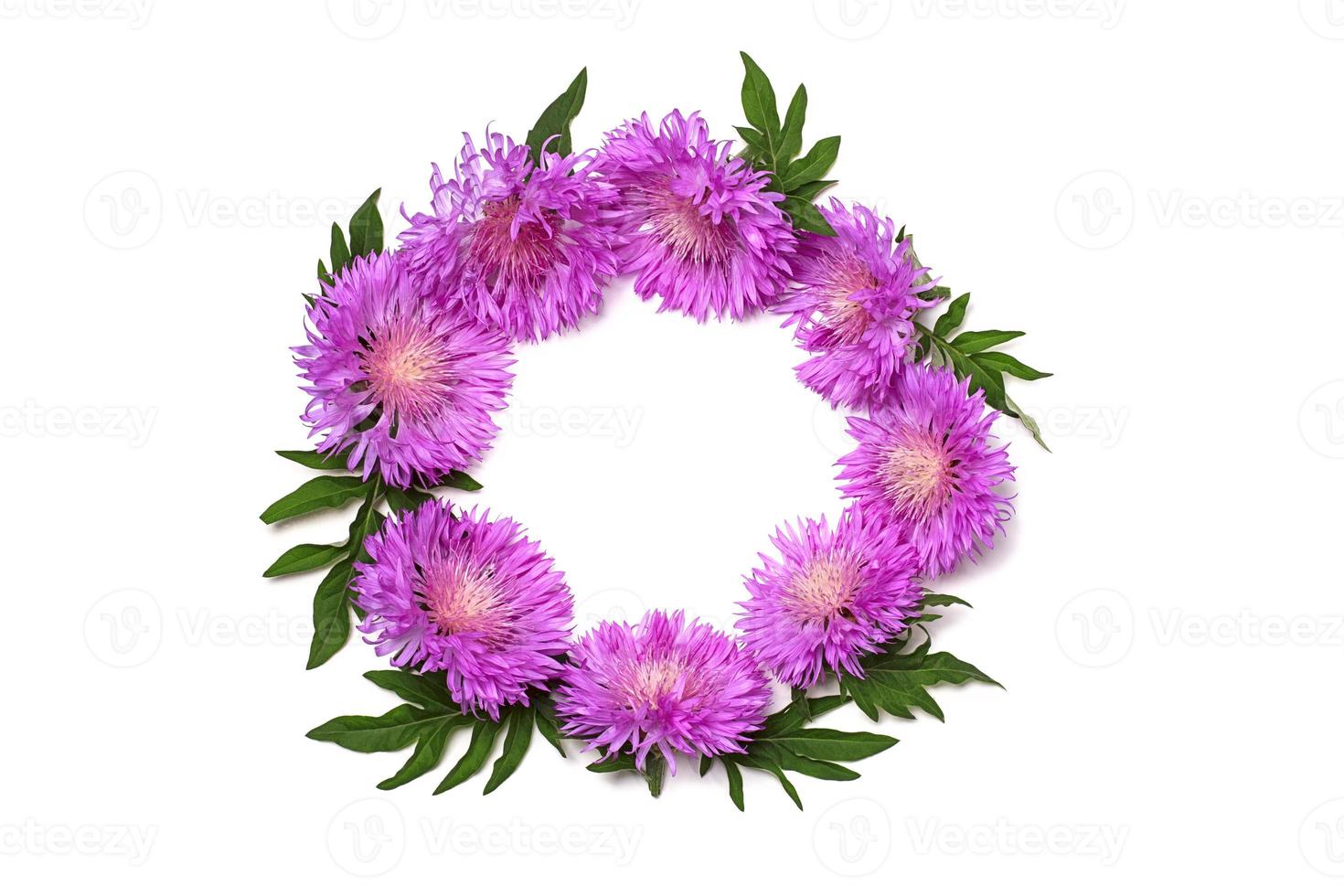 Round frame of purple thistle flowers on a white background. Flat lay. photo