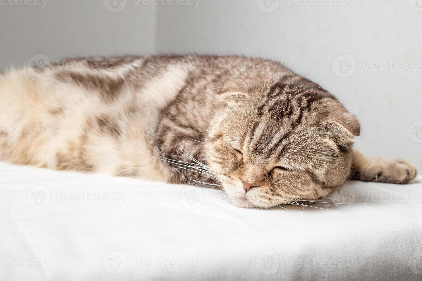 Adorable pregnant Scottish Fold cat has closed her eyes and is resting lying on the table against the background of the wall. photo