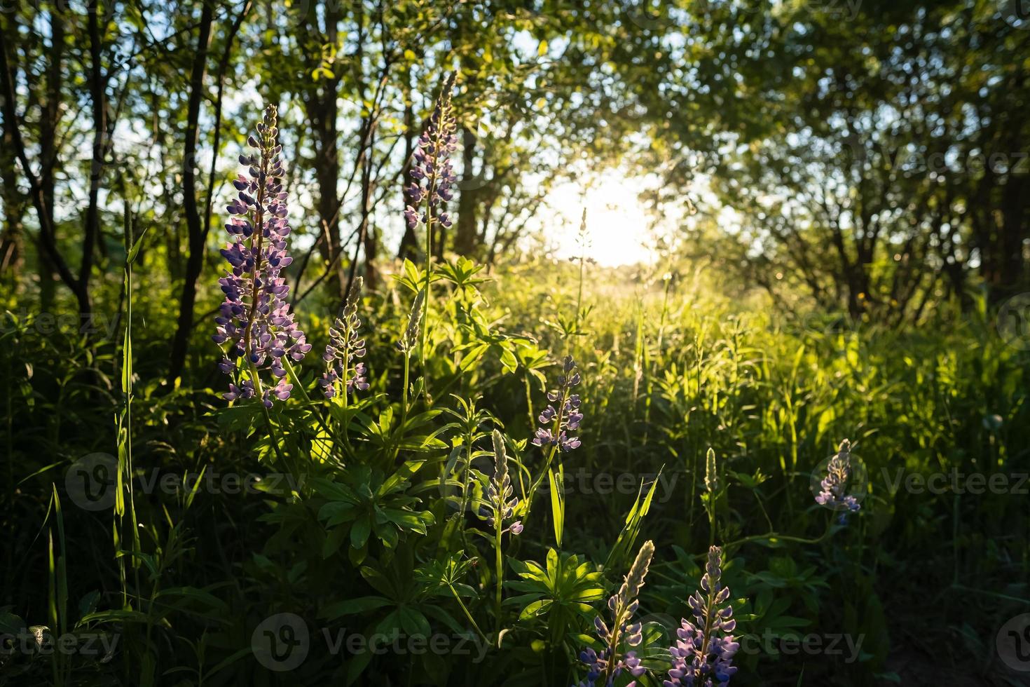 Beautiful blooming lupinus or lupins among the trees, in the sun. Perennial flowers of bright purple color. photo