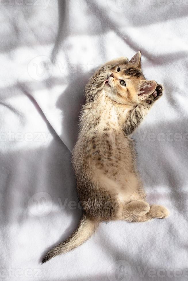 Cute British kitten lies on a blanket and licks its fur with its tongue, it washes before going to bed in the sun. Top view. photo