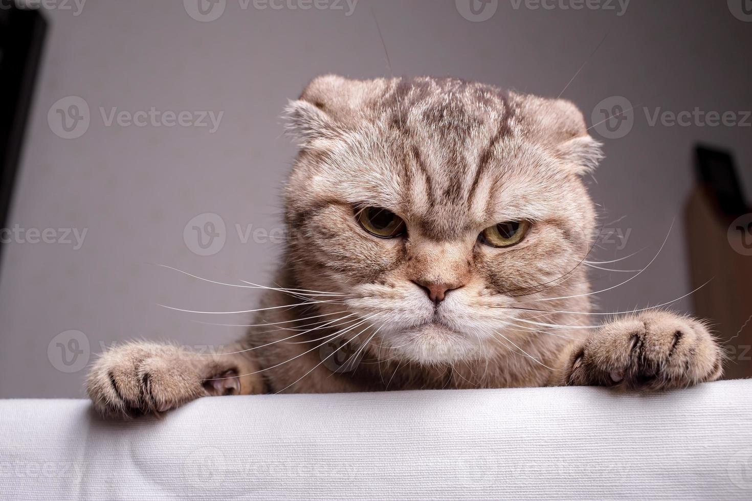 Dissatisfied Scottish Fold cat is on the table and angrily looks at the camera. Close-up. photo