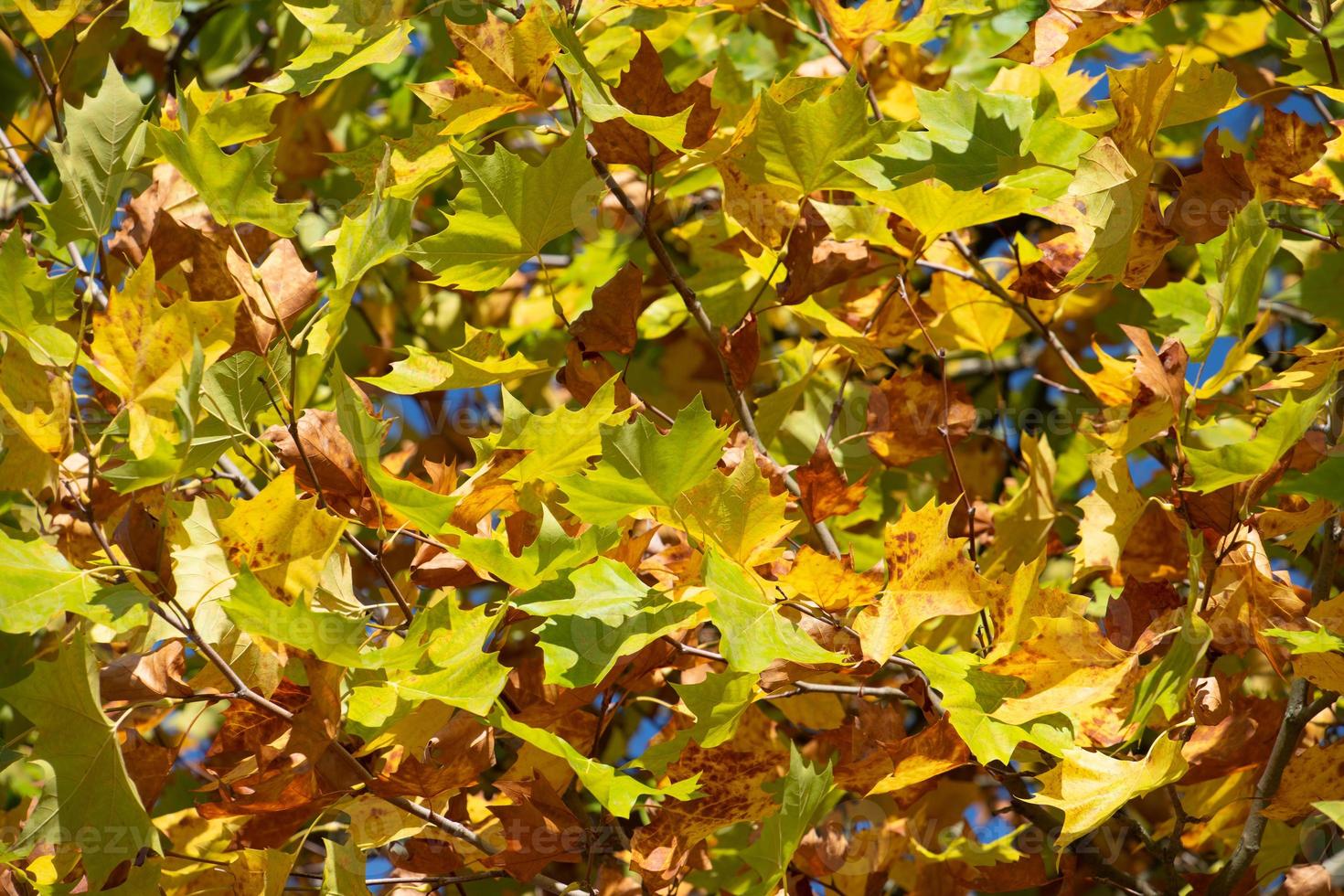 Background and texture of the foliage of a tree that has turned golden in autumn. photo