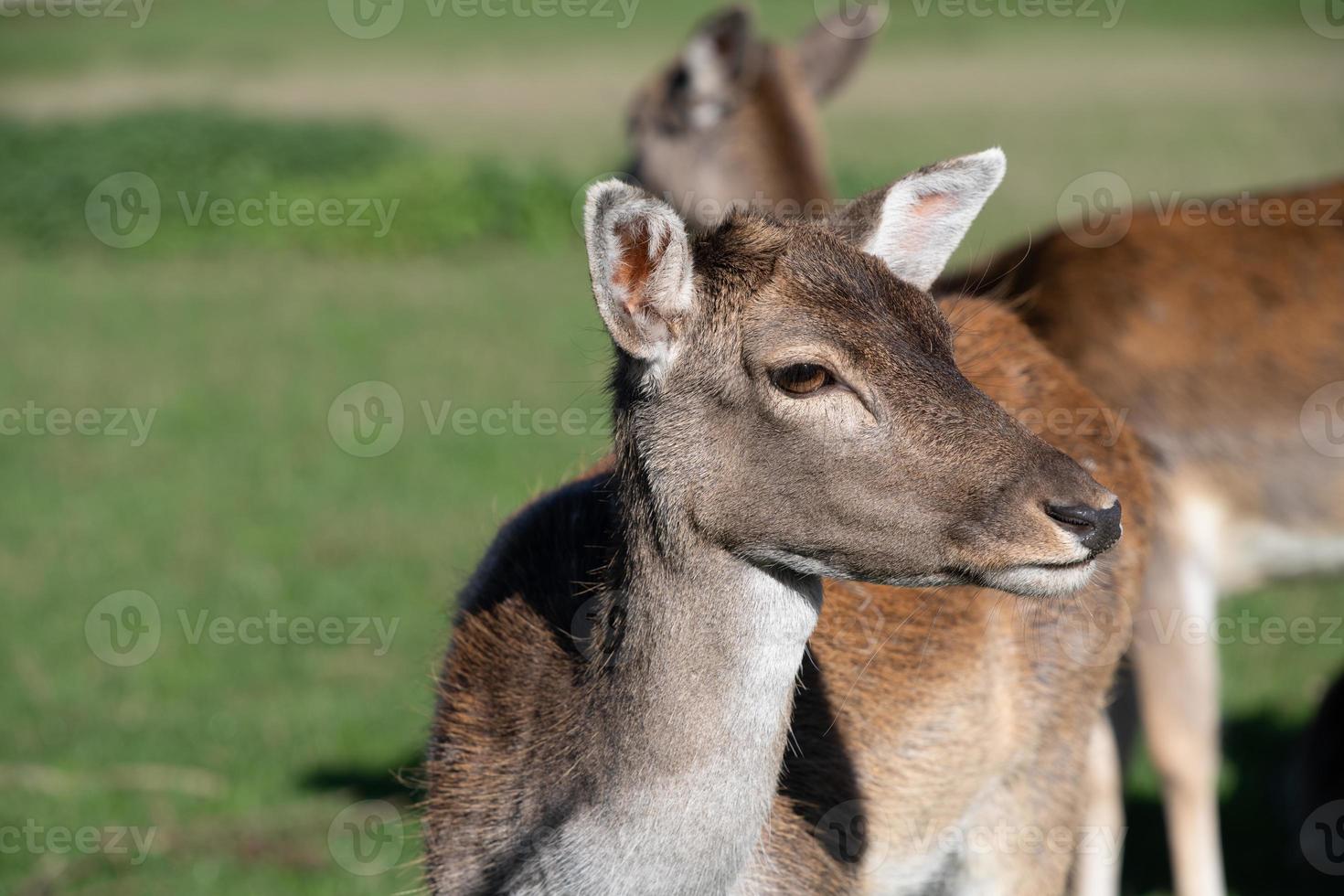 Close up of a deer standing in a herd in a pasture. The deer has brown eyes and big ears. It looks shyly to the side. photo