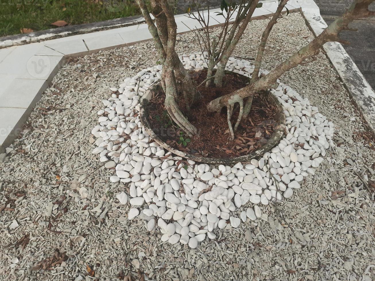 Rock under the flower photo
