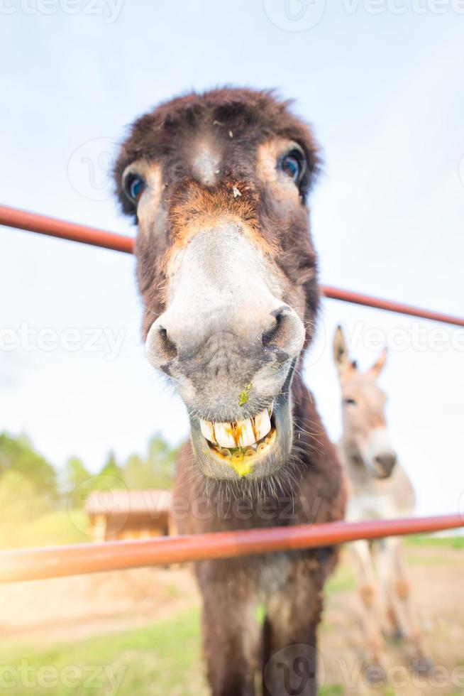 A smiling donkey with a green liquid mouth photo
