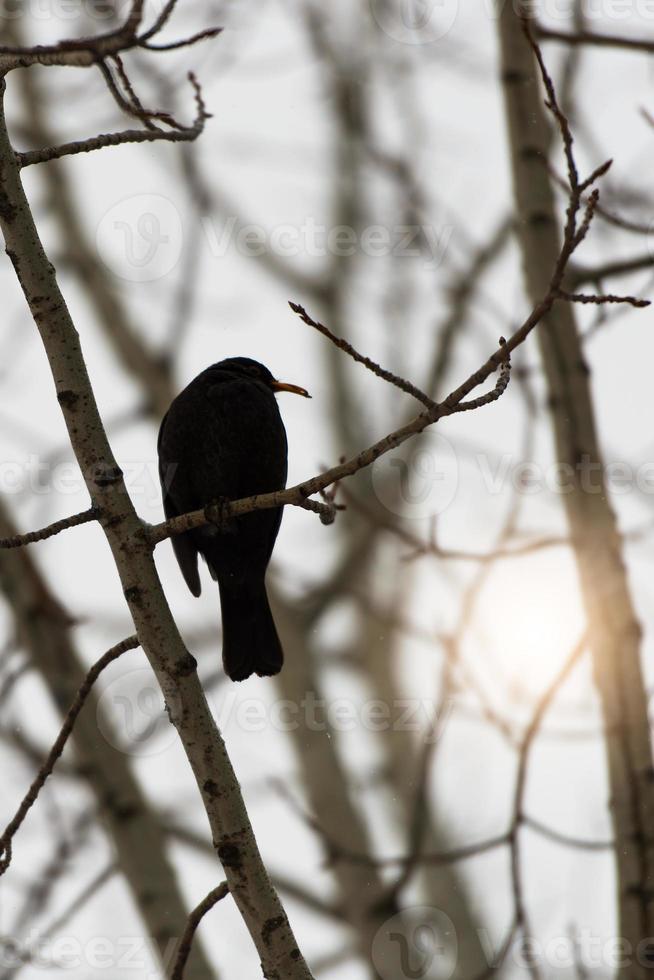 Blackbird above branches photo