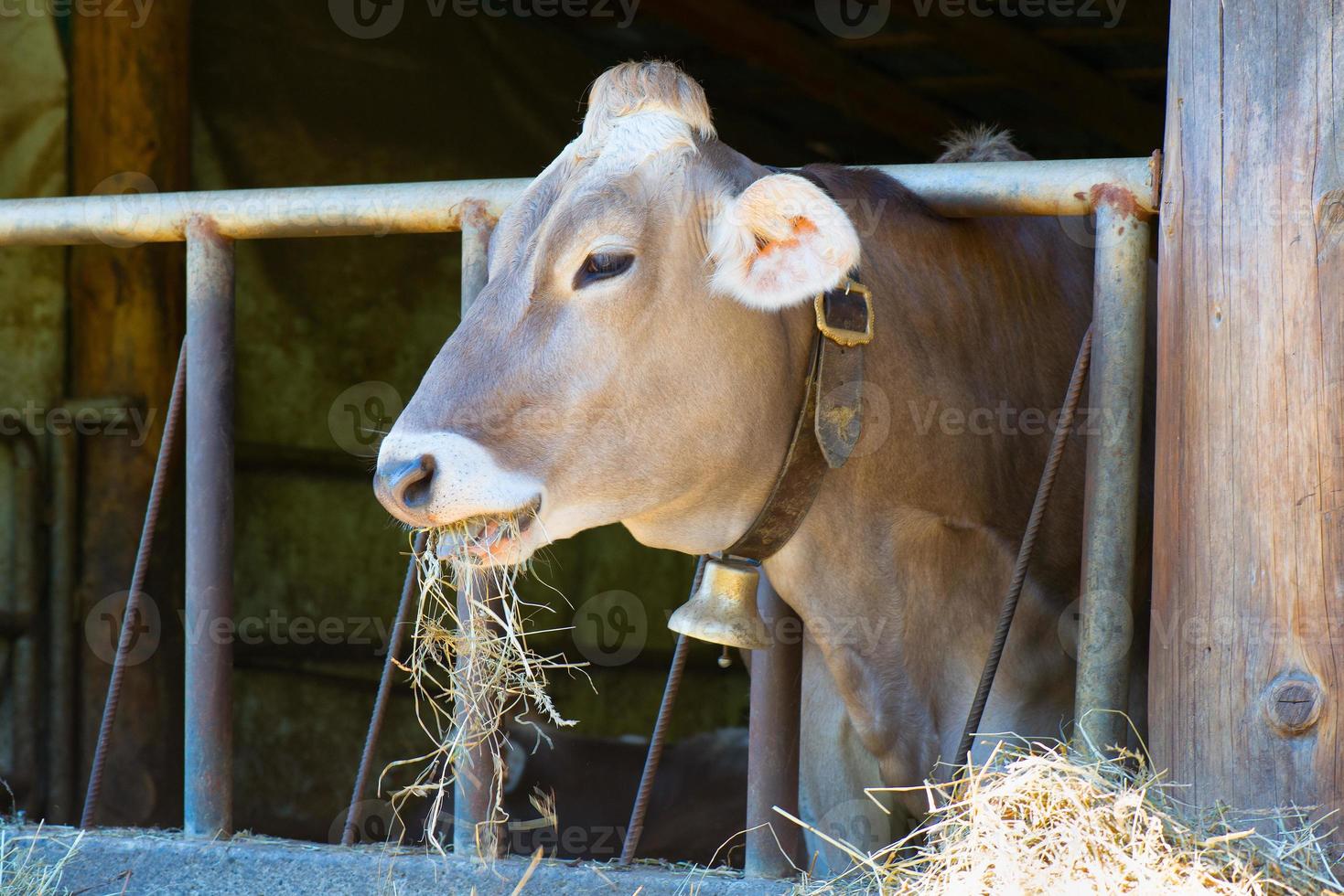Cow eats hay photo