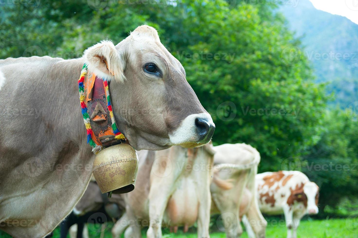 Cow with cowbell photo