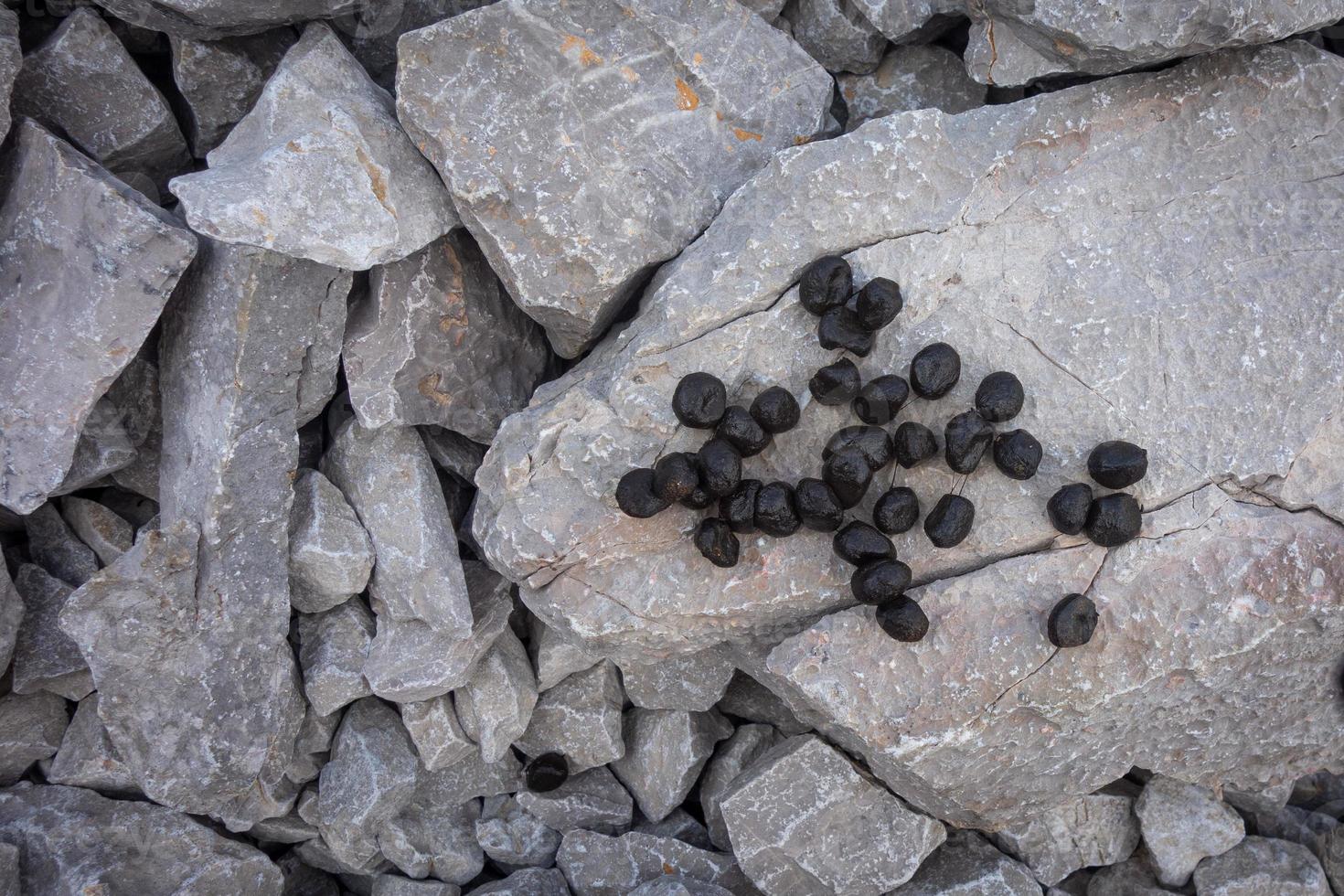 Excrements of wild animals chamois on mountain rocks photo