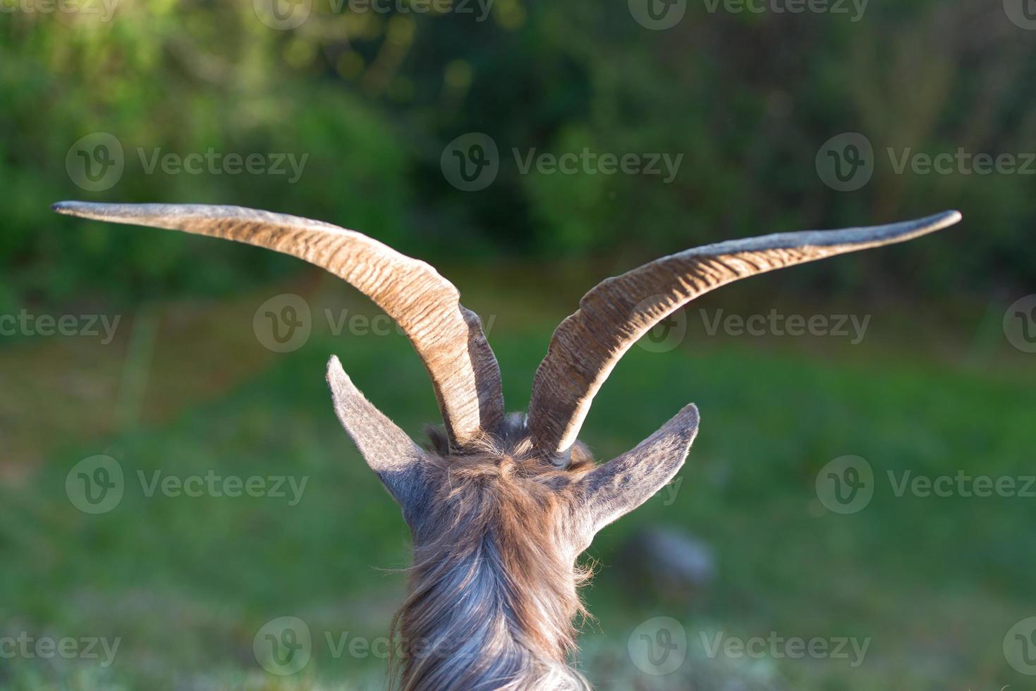 Goat horns grazing photo