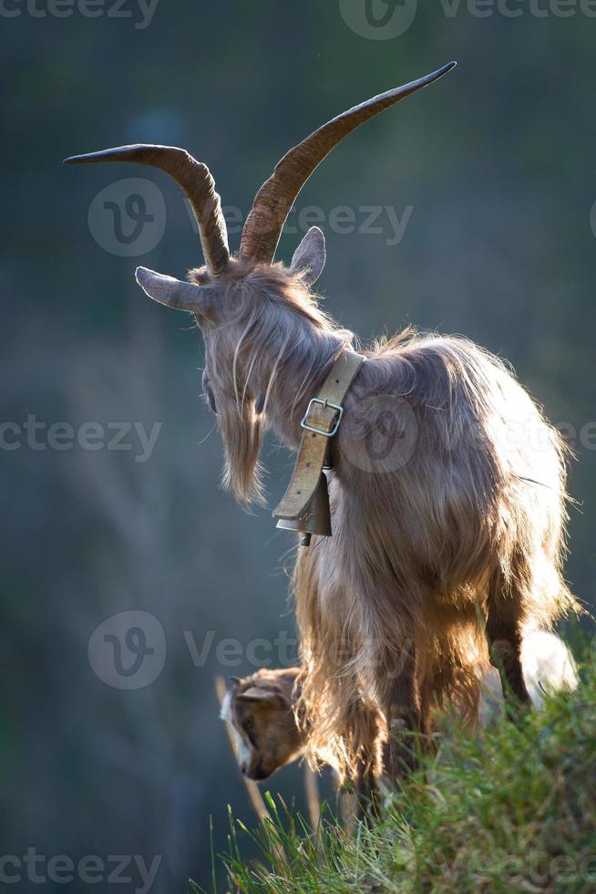 Grazing goat with big horns photo