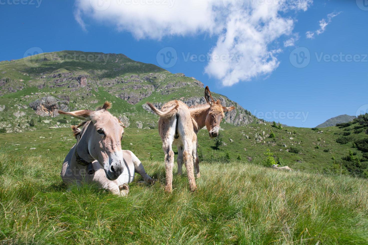 Donkey mom and son in a mountain meadow photo