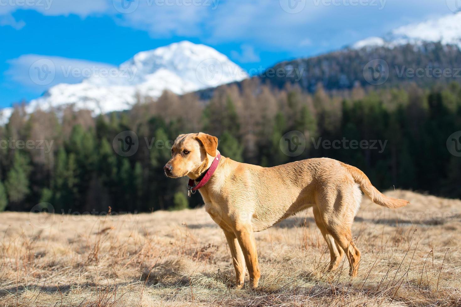 hembra labrador retriever caminando por las montañas foto