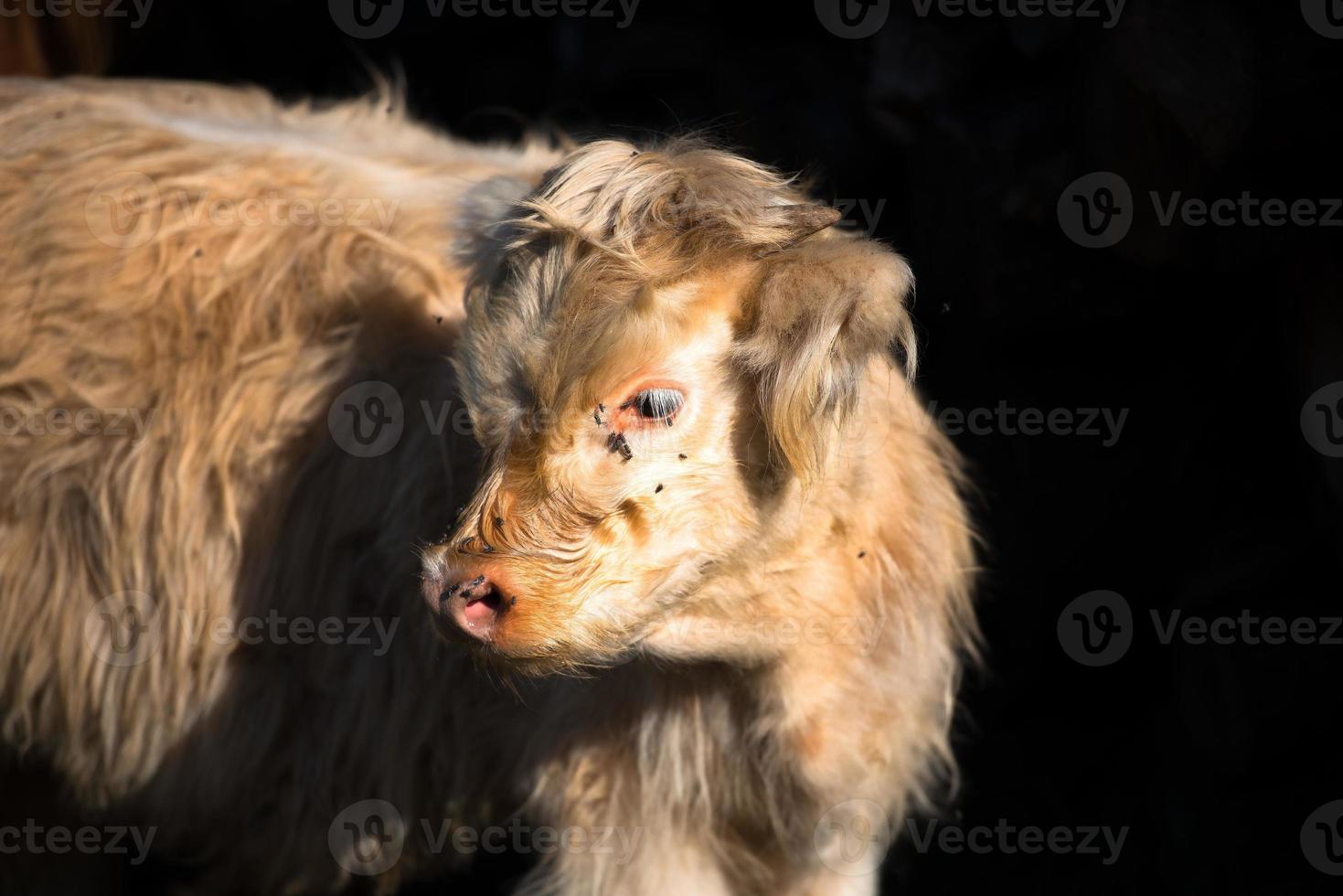 ternero de vaca escocesa highlander con fondo negro foto