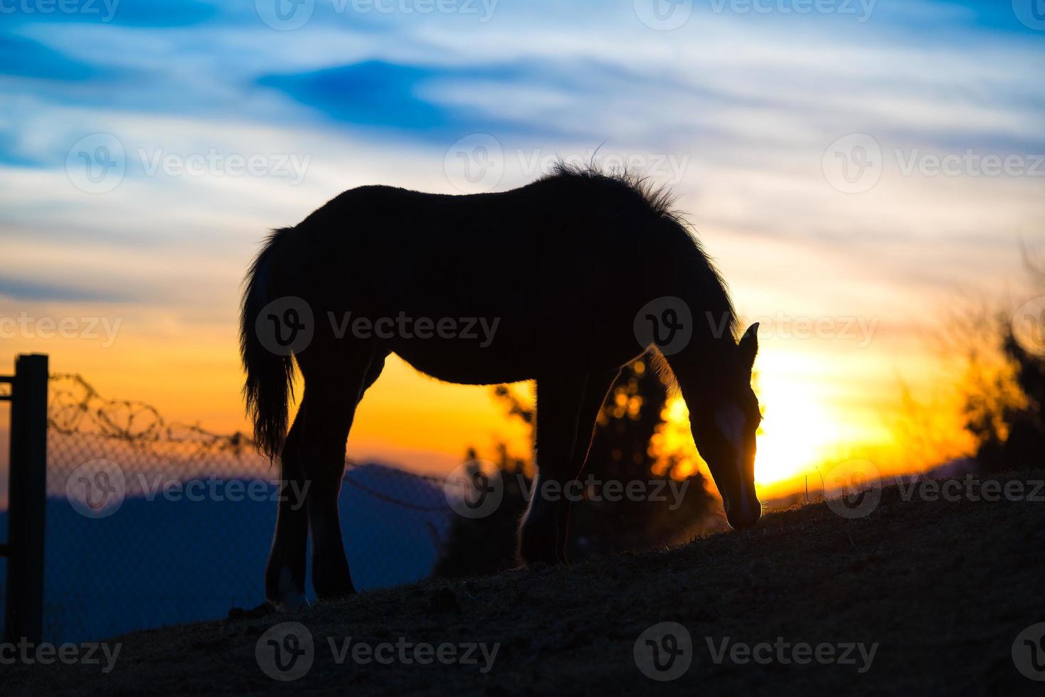 Horse eating in the meadow at sunset photo