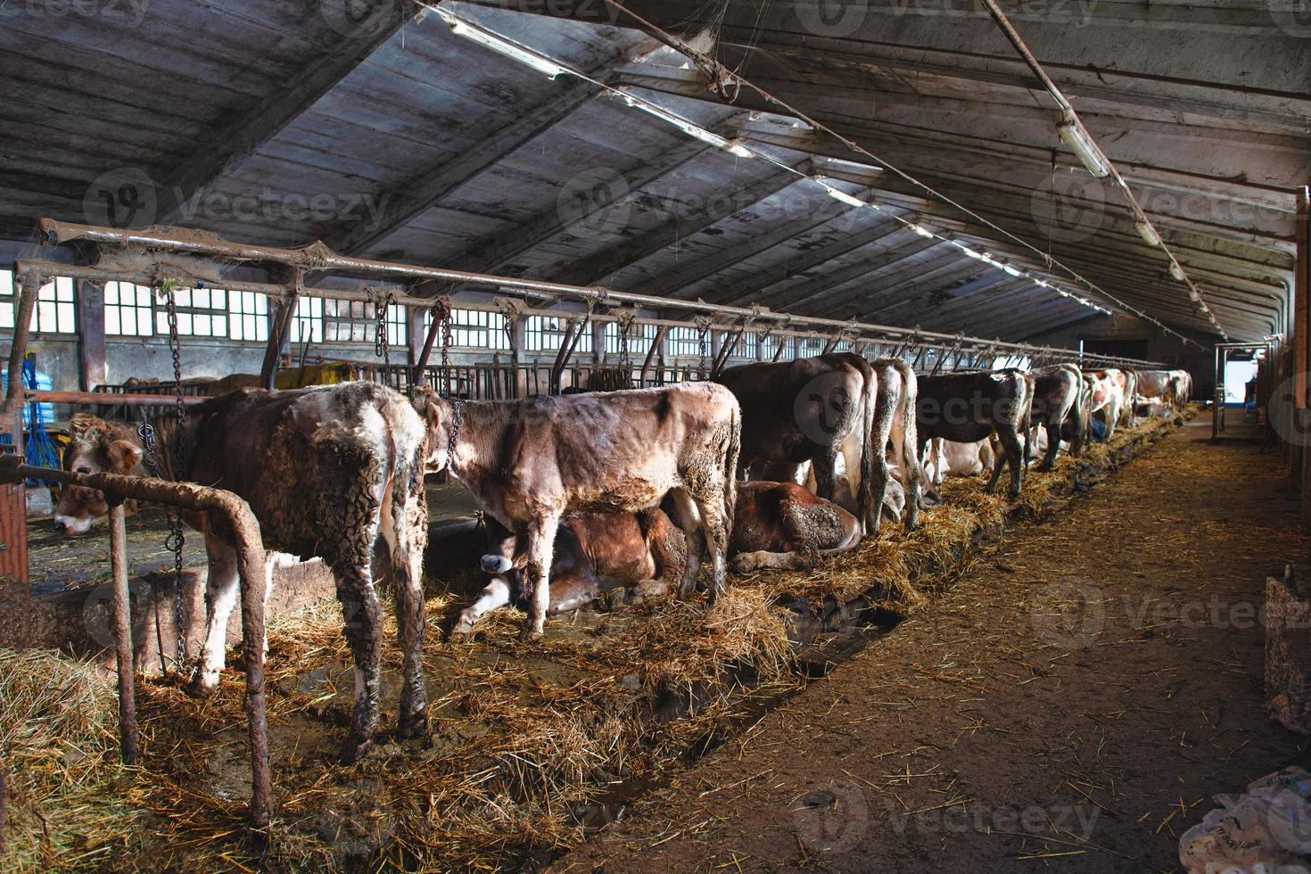Large barn with cows from a dairy in the Taleggio valley Lombadia Italy photo
