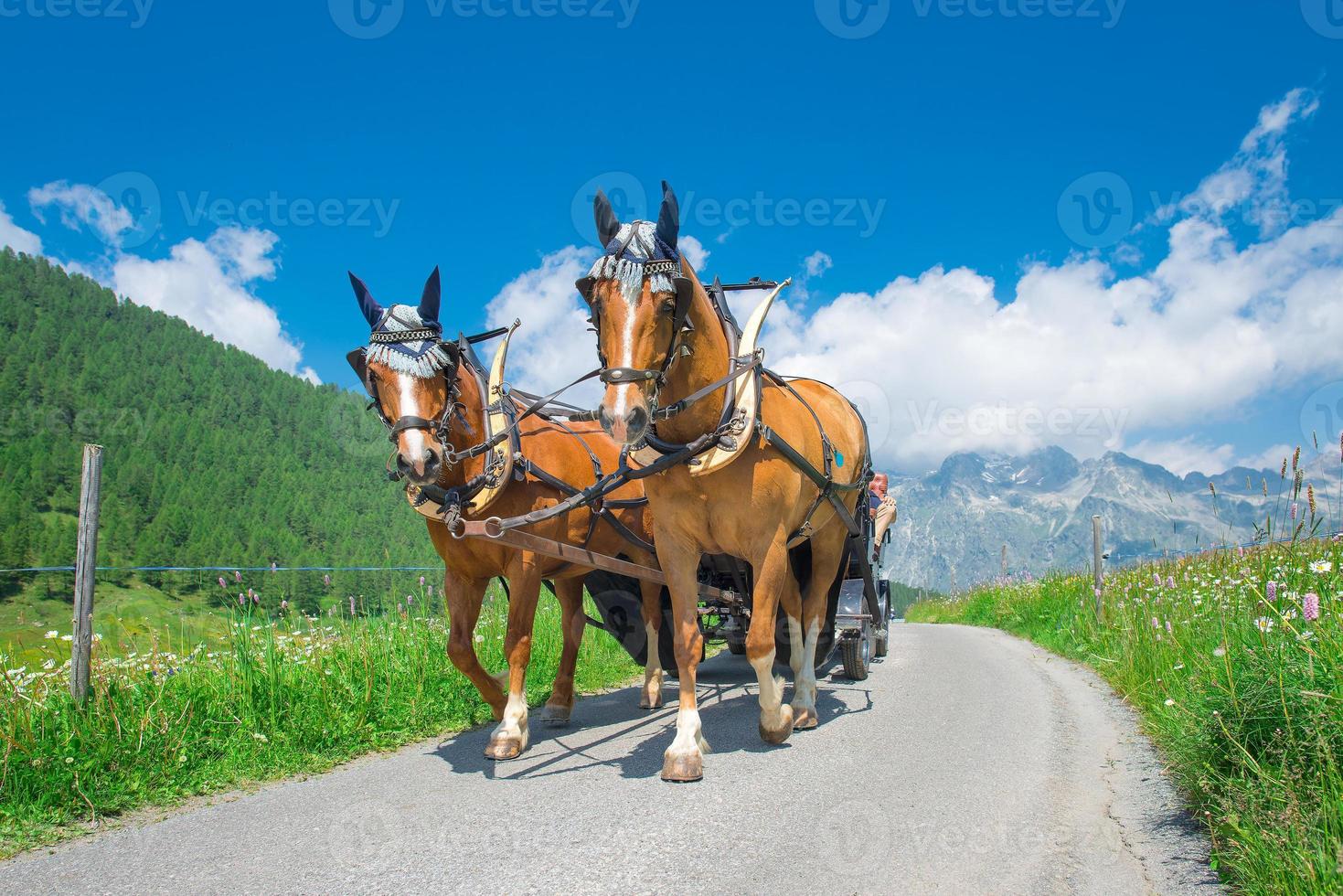 Horses pulling a carriage in mountain road photo