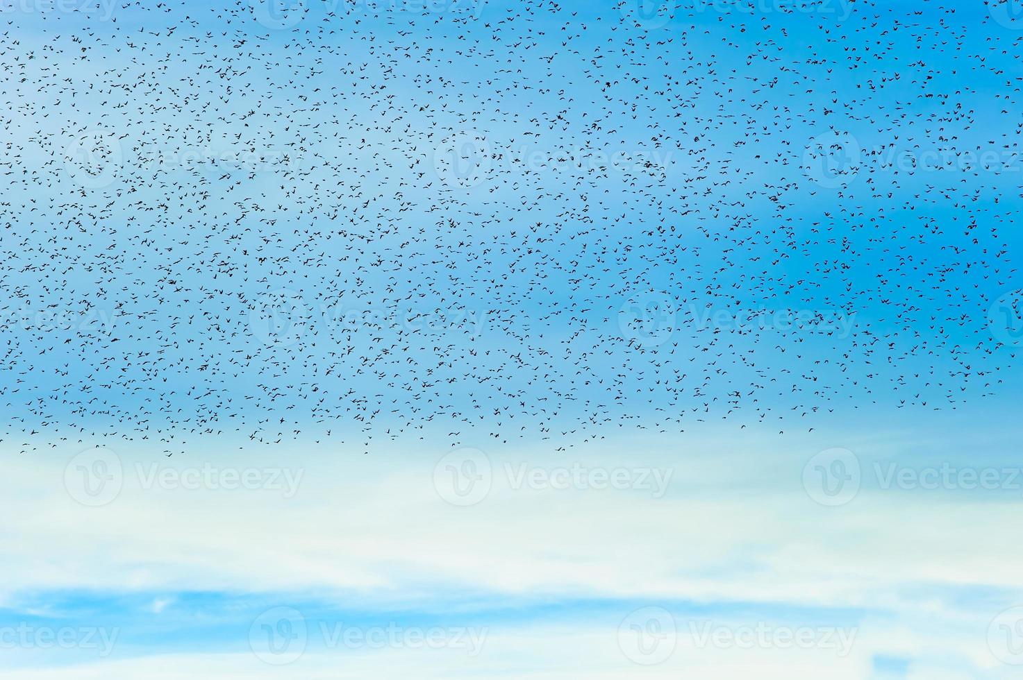 Flock of birds on blue sky photo