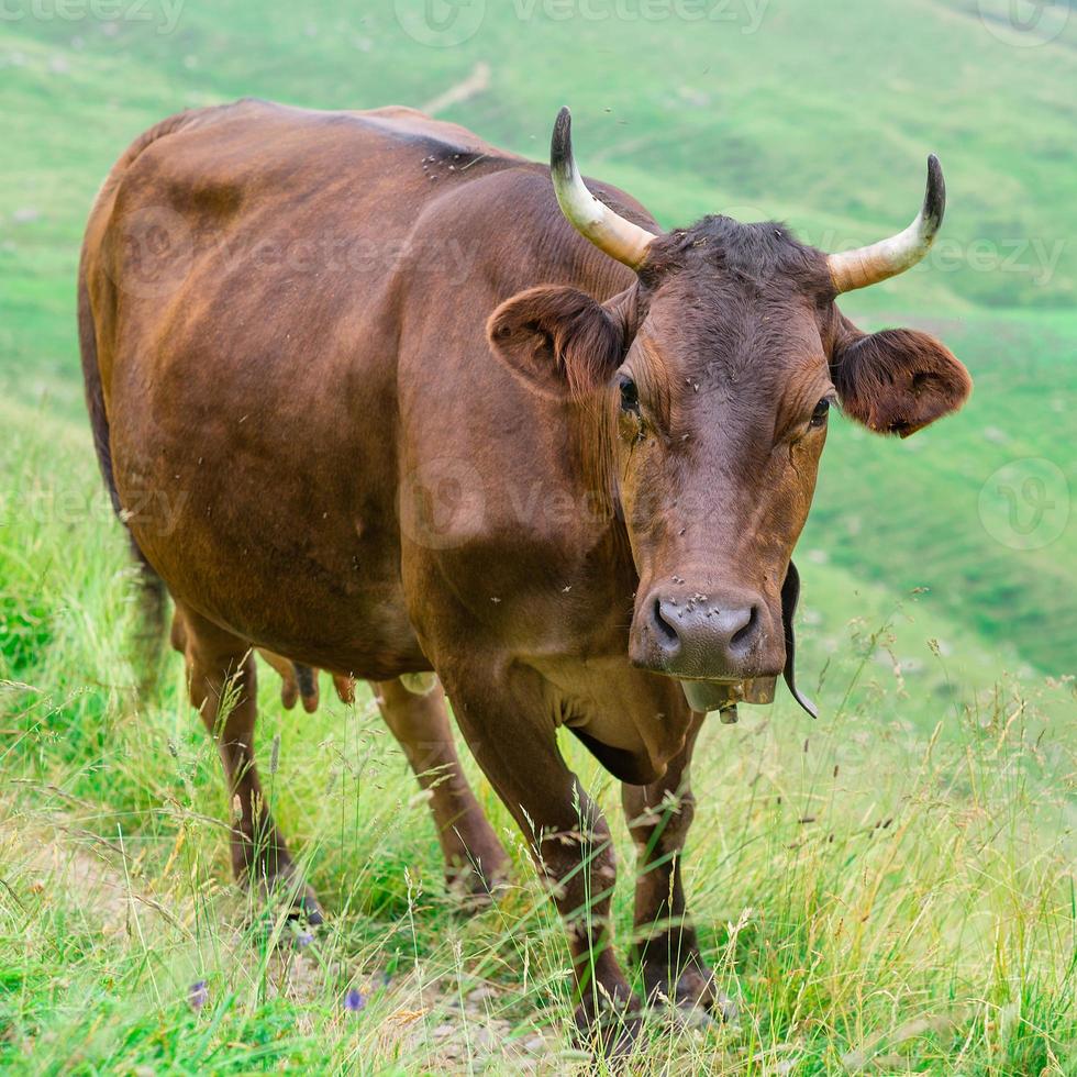 vaca en un pasto de montaña foto