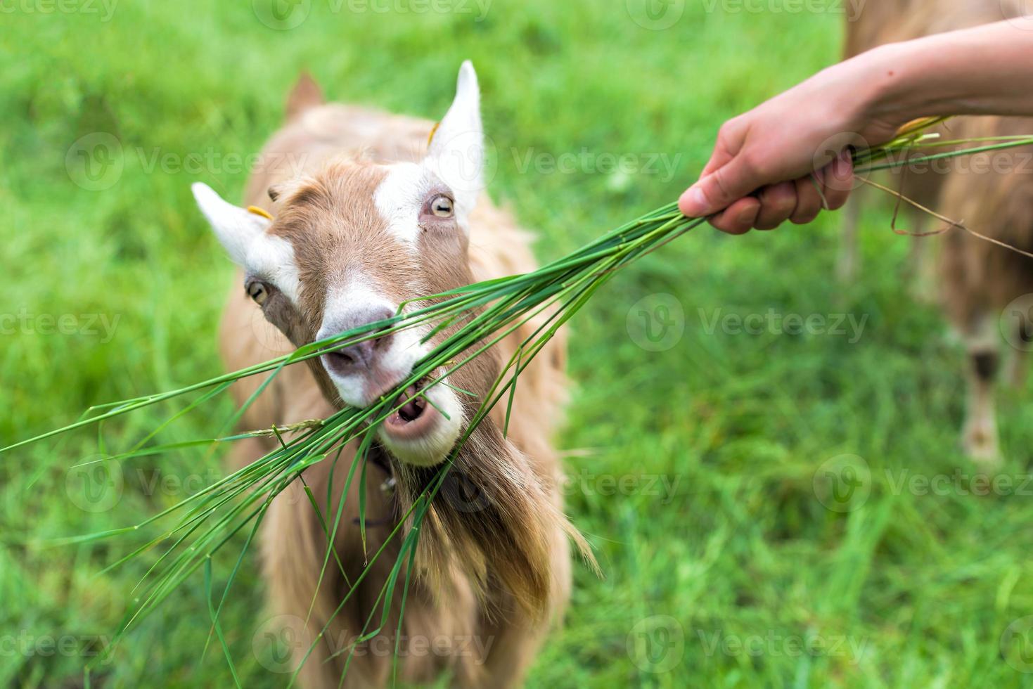 From hand to eat grass in a goat photo