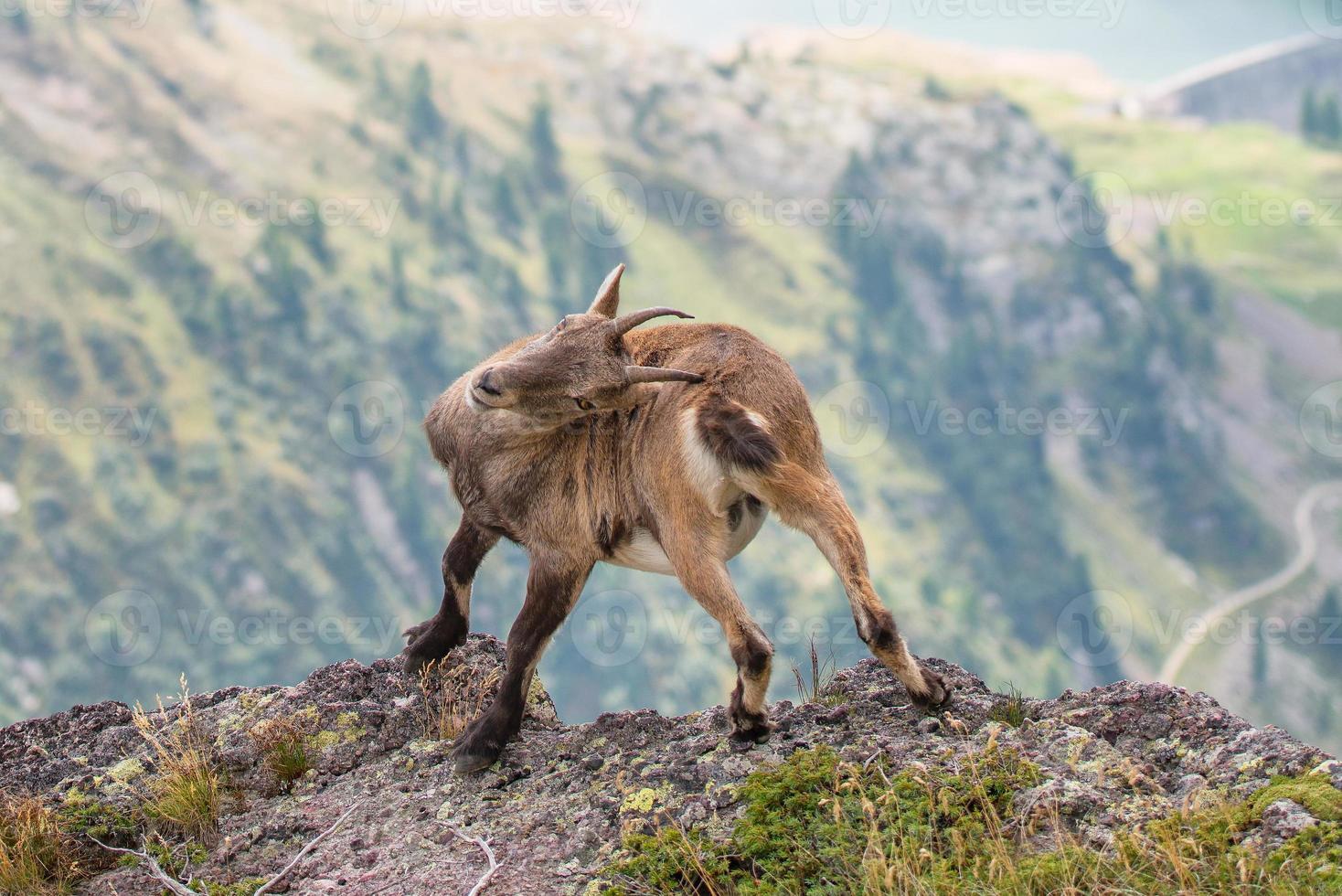 Ibex scratching his back with horns photo