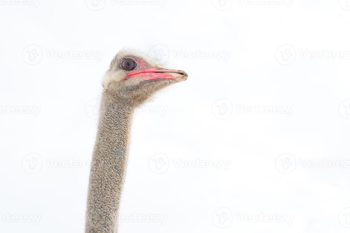avestruz con fondo blanco foto