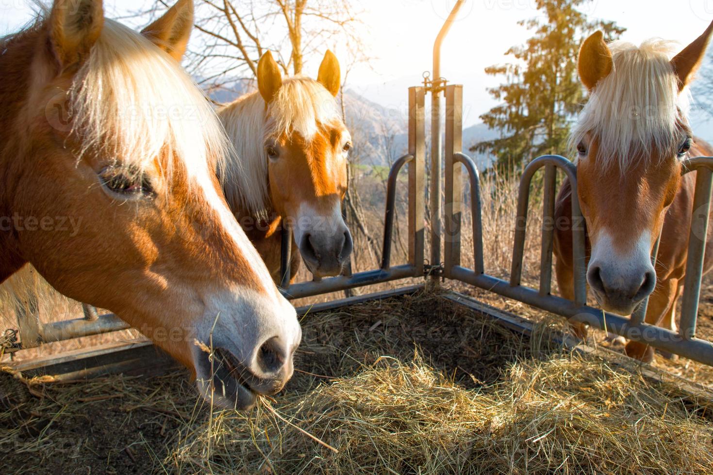 Horses eat grass from the manger photo