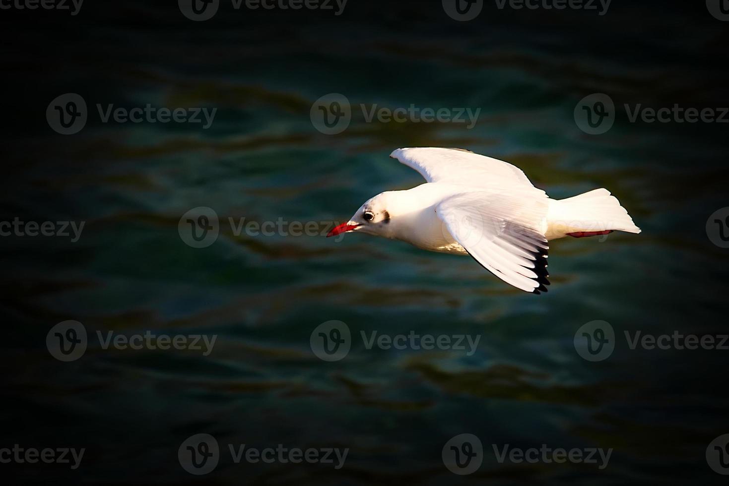 gaviota en vuelo foto