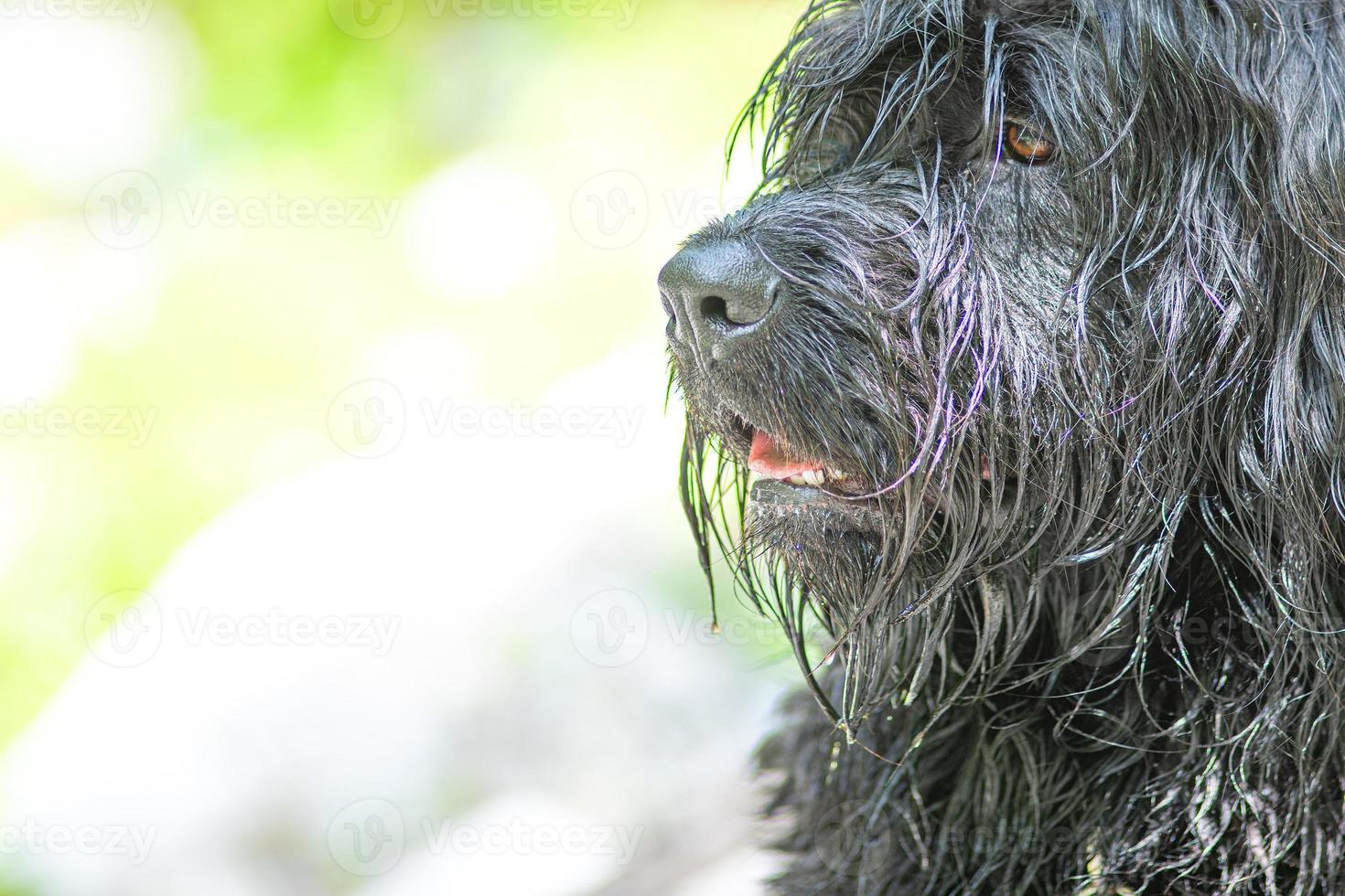 Portrait of black shepherd dog with fur on bright background photo