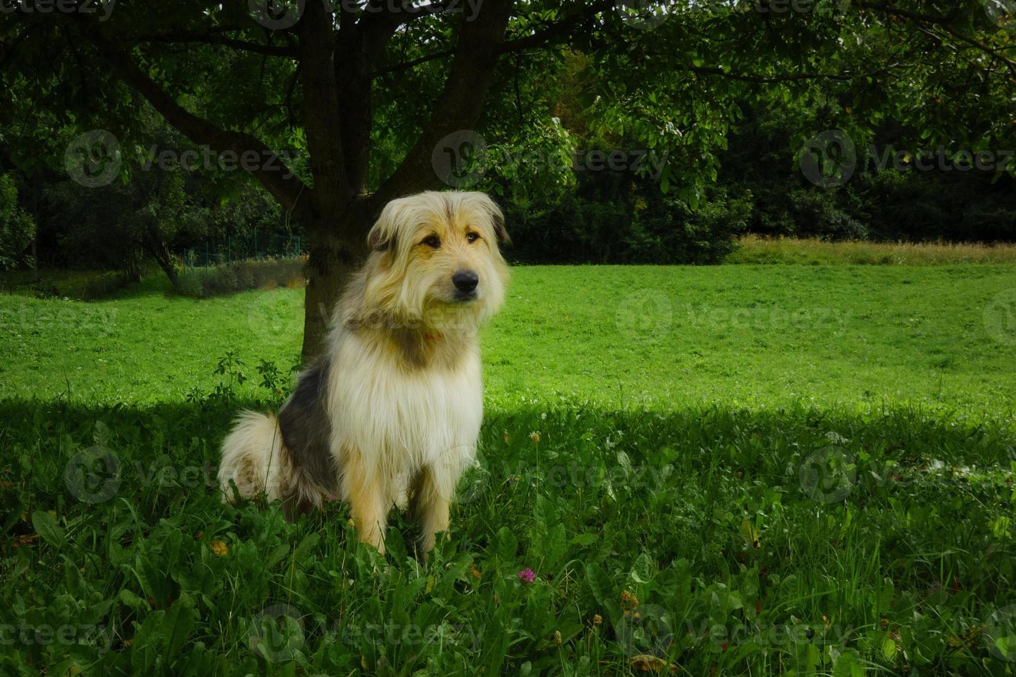 Shepherd dog from the Bergamo mountains photo