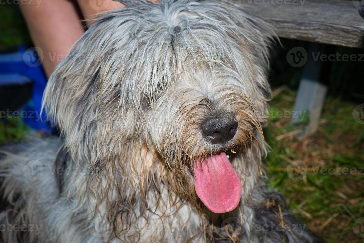Sheepdog with eyes hairs photo