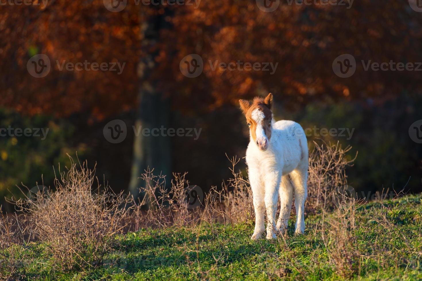 Small horse pony photo