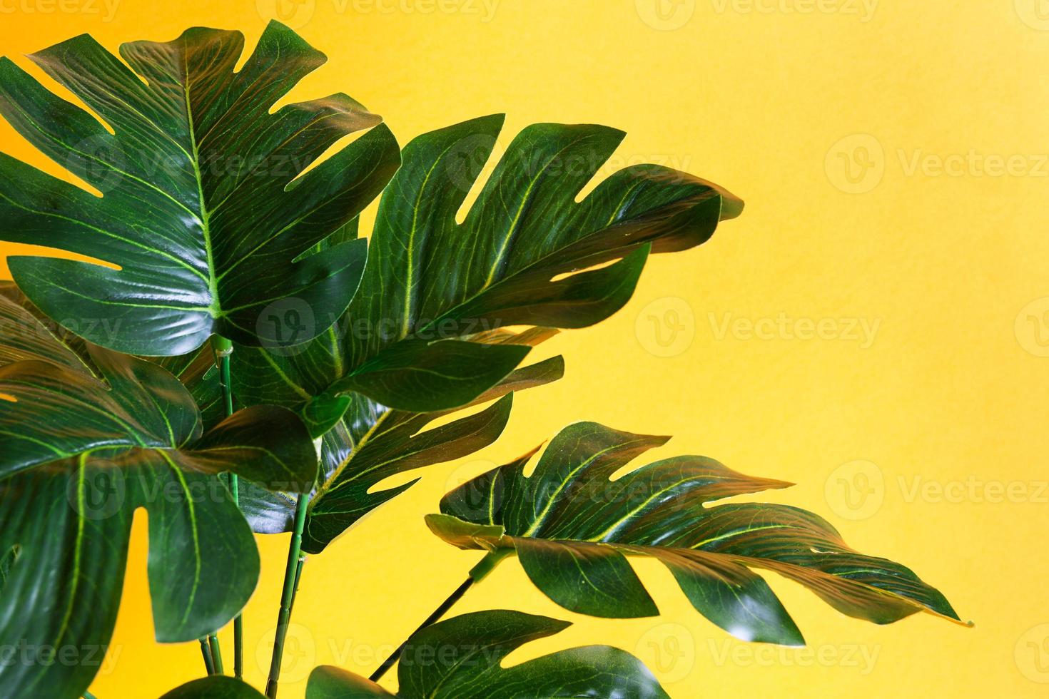 Monstera leaf close-up on a yellow background. Artificial houseplant, decor and comfort for the home. Carved tropical leaf. Copy space photo